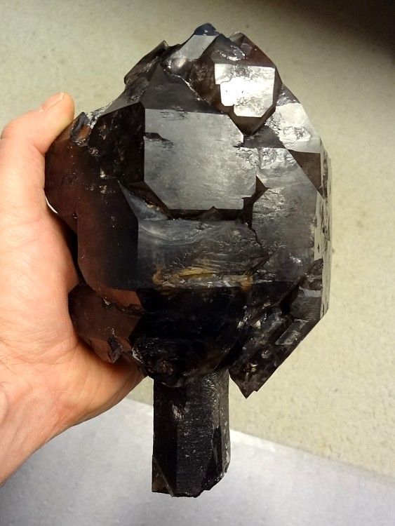 Giant Hallelujah Junction Smoky Scepter Quartz Crystal  