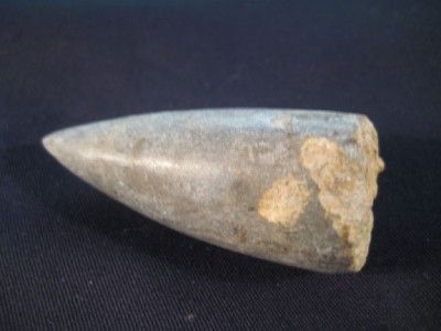 Horn Coral Fossil Rugosa Permian Dinosaur era Thailand A  