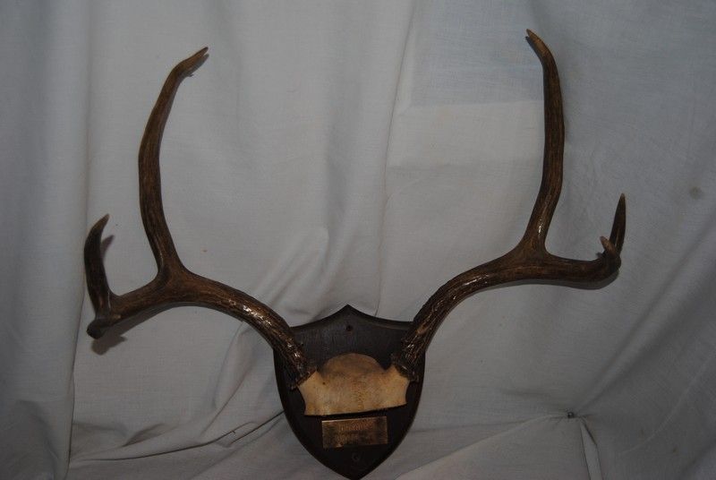 Blacktail Deer Antlers great for wall mounting or handles for knives 