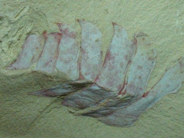 Arthropoda Fossil*Guangweicaris*Chengjiang biota  