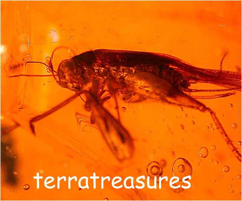 A101 DR9083 Super Rare Strepsiptera in Dominican Amber  