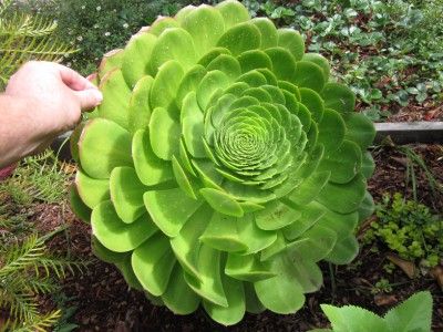 INCREDIBLE GIANT PLATTER AEONIUM PLANT  MASSIVE SUCCULENT PINWHEEL 