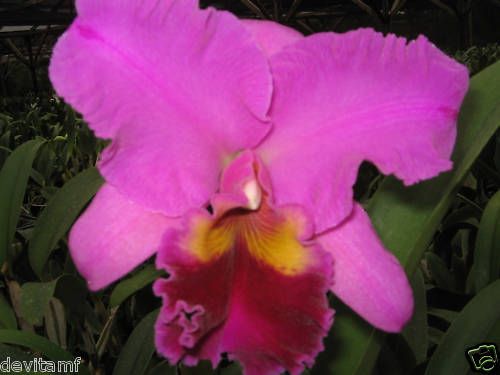 SINGLE BUD PURPLE CATTLEYA ORCHID PLANT   DVORC  