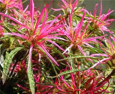 RARE & UNUSUAL SPIDER AZALEA Rhodedendron   Unique Shredded Blooms 