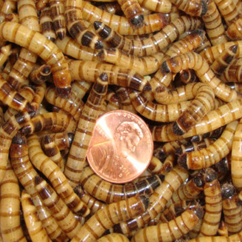 250ct Live Super Worms, reptile bird fish fishing ( 