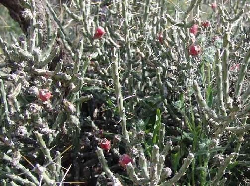 HARDY CHOLLA LEPTOCAULIS TEXAS CHRISTMAS Cactus Plant  