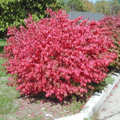 CORKED BURNING BUSH Euonymus alatus 10 seeds  