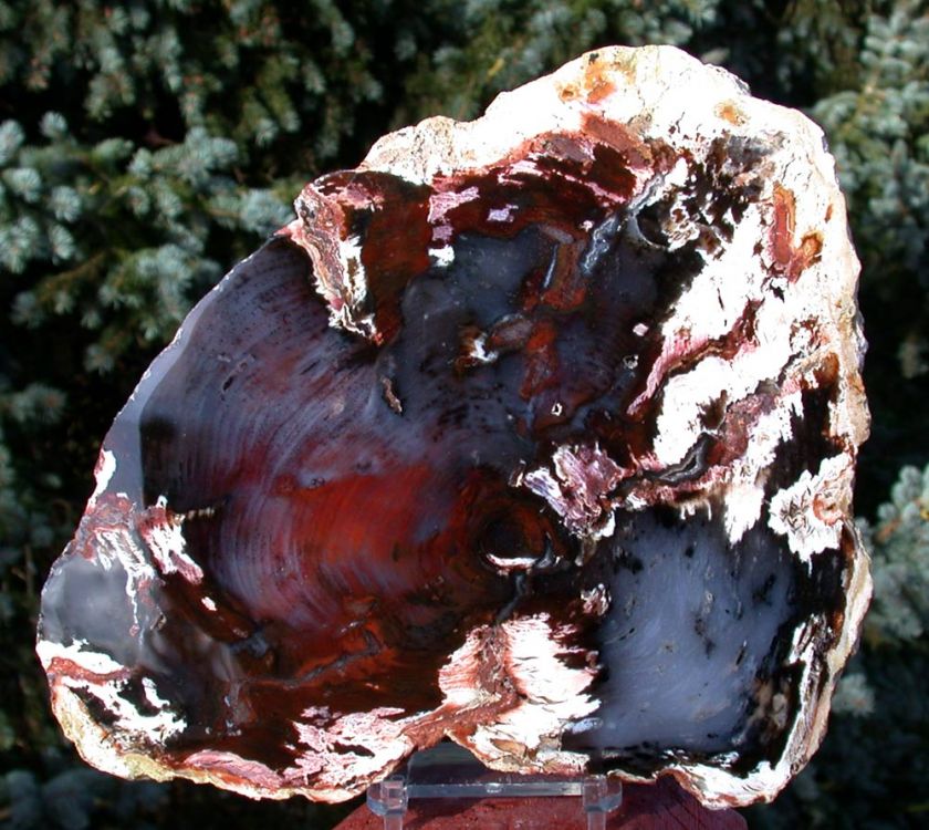 SiS EXCEPTIONAL Hubbard Basin Petrified Wood Round   MY BEST  