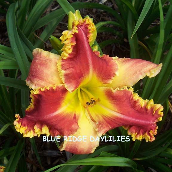 WILD CHILD   DF   L4J   Salter 2001   DAYLILY  