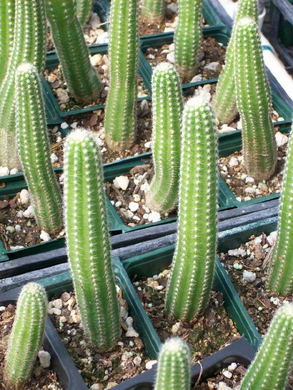 EASY RED HYBRID PEANUT Cactus Succulent (3 PLANTS)  