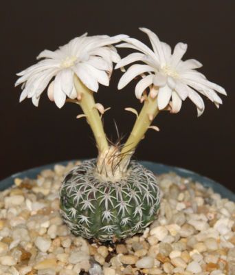 Discocactus horstii Hyb cacti rare cactus seed 15 SEEDS  