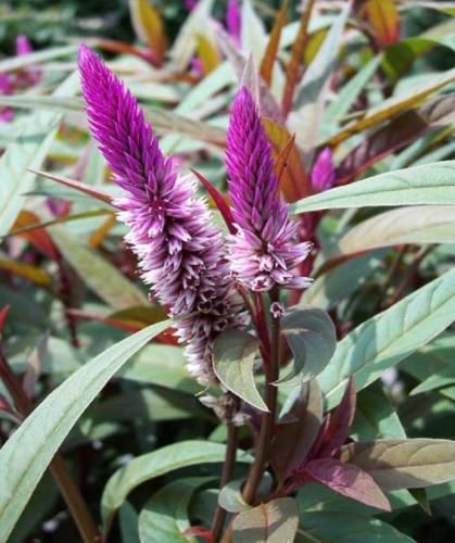 WHEATSTRAW CELOSIA spicata *PURPLE FLAMINGO* SEEDS NEW  