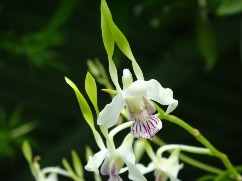 Dendrobium antennatum var dalbertisii FRAGRANT Species Orchid Plant 