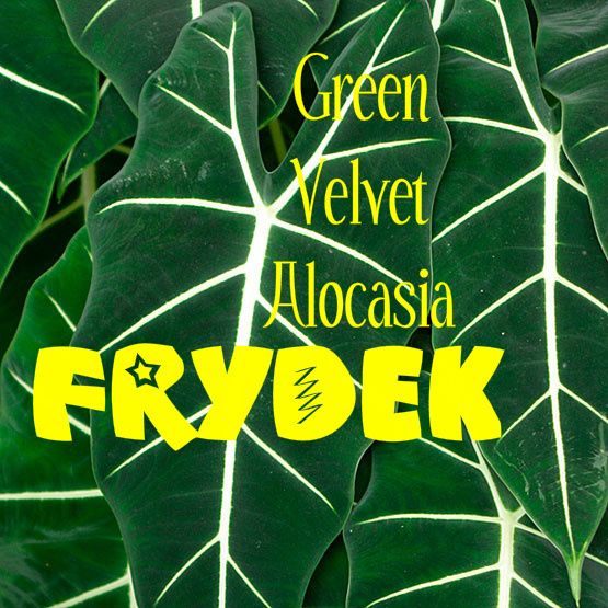 FRYDEK Green Velvet Alocasia Live Sm Plant ELEPHANT EAR  