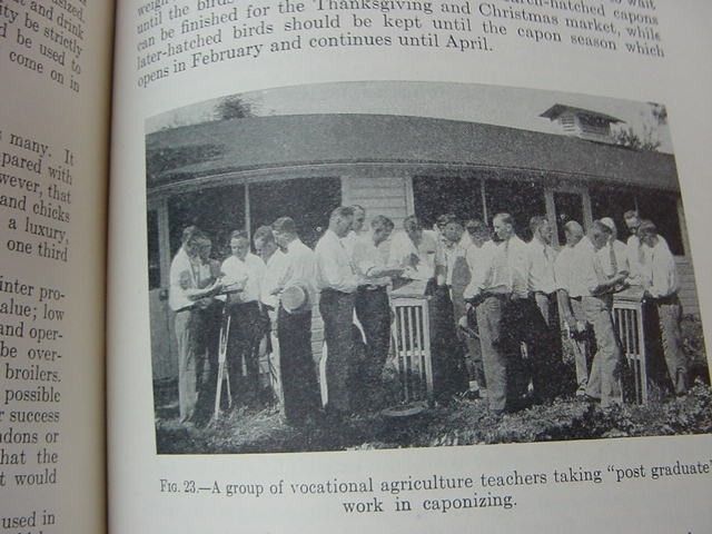 Capons CHICKEN Farm Poultry Husbandry 1935 Photos hens  