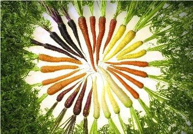 RAINBOW CARROTMIX 200+ SEEDS VEGETABLE GARDEN SEED  